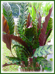 Potted Calathea lancifolia (Rattlesnake Plant) grown elsewhere, 20 Nov 2011