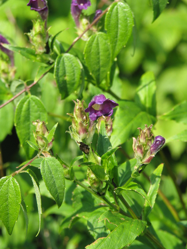 Strobilanthes angustifrons