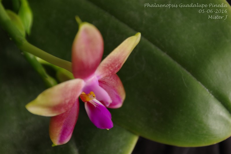 Phalaenopsis Guadalupe Pineda (bellina x amboinensis) 27481125045_bbff2b8fb2_c