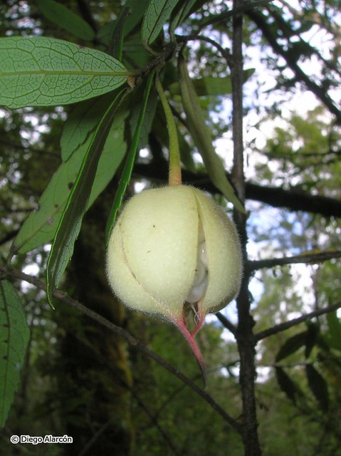 Fruto de Crinodendron hookerianum