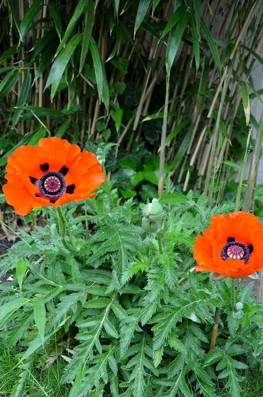 poppies from the garden