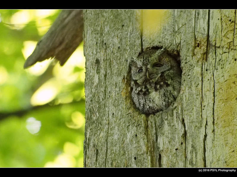 Eastern Screech-Owl (Megascops asio)