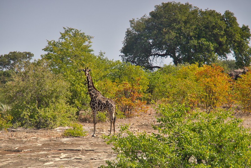 Kruger: Olifants, Letaba y salida por Phalaborwa - Por el norte de SUDÁFRICA. Montañas, playas, fauna y sus gentes (17)
