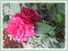 Mersmerising Camellia japonica (Camellia, Japanese Camellia, Snow Camellia, Rose of Winter), 1 March 2016