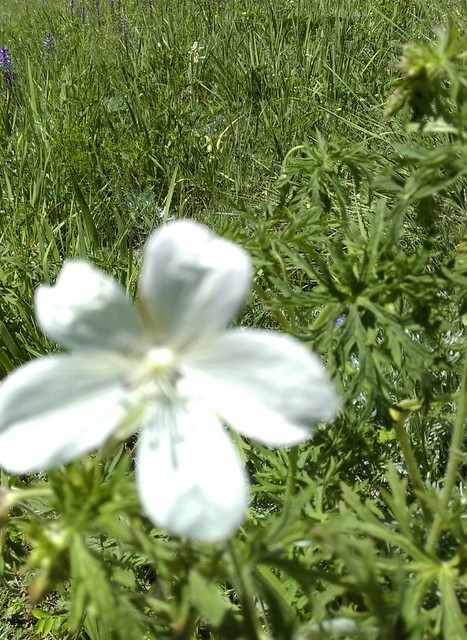 北疆的花 (16)