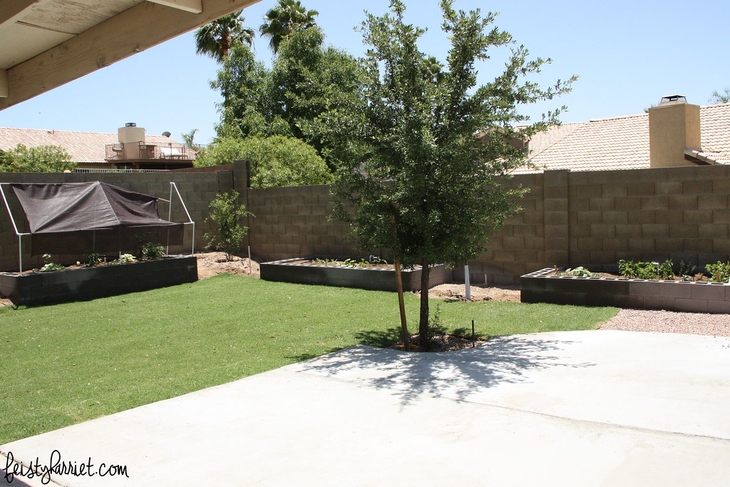 Arizona Backyard After 1_feistyharriet_May 2016