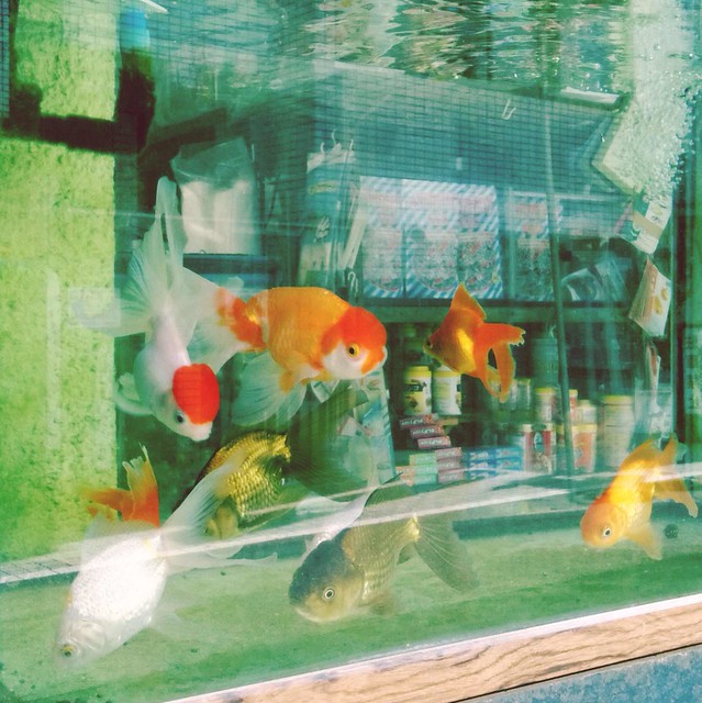 Goldfish aquarium