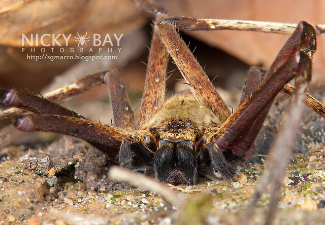 Huntsman Spider (Heteropoda sp.) - DSC_8953