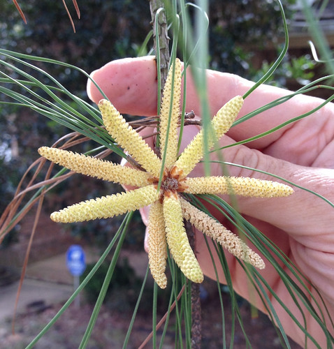 Pine pollen