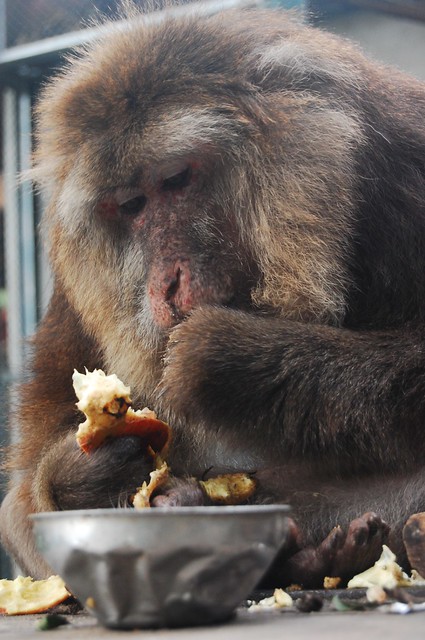 The macaques love to pomegranates
