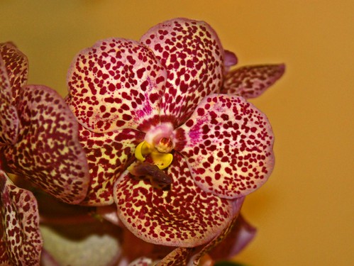 Orchidaceae - Phalaenopsis sp.-2