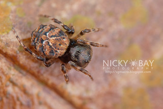 Big-Headed Orb Weaver Spider (Chorizopesoides sp.) - DSC_9389