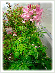 Cleome hassleriana (Spider Flower, Spiderplant, Pink Queen, Grandfather's Wiskers), seen in Cameron Highlands on Aug. 5 2011