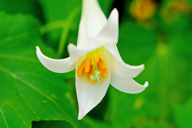 Taiwanese Lily : タカサゴユリ