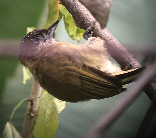 olivaceuos piculet 1