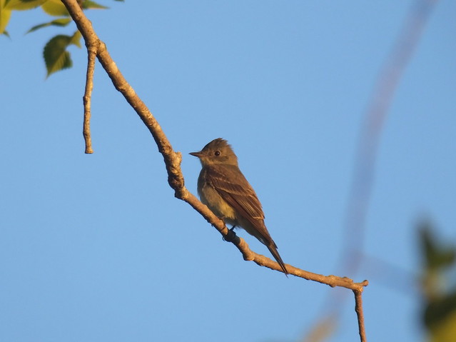 Western Wood Pewee at the Packabush place