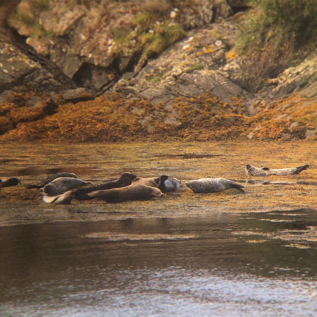 Energetic Common Seal at Garbh Eilean Wildlife Hide, Loch Sunart, Scottish Highlands  (Shot on an iPhone through a telescope, hence the wobbles!)  #scotland #lochsunart #scottishhighlands  #scottishscenery #garbheilean #sealoch #commonseals #scottishwildl