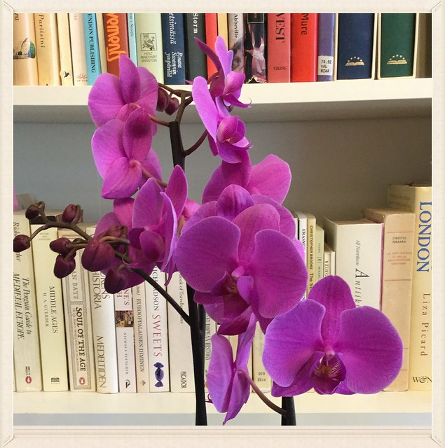 Uusi orkidea