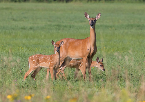 White-tailed Deer with twin fawns