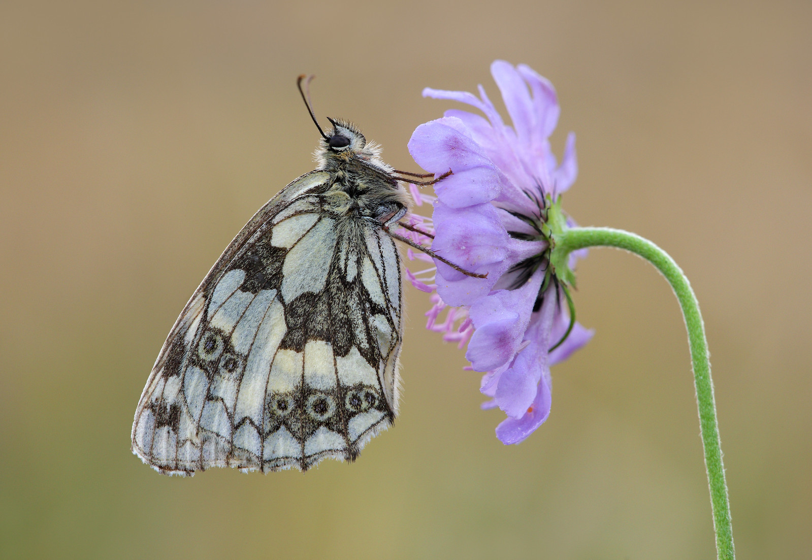 Marbled White on Field Scabious