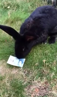 Trying to destroy a new polymer £5 note rabbit