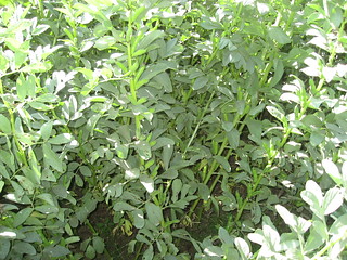 Improved Faba bean crop with disease control measures performing well in farmer’s field (Photo credit: ILRI/K.Mekonnen)