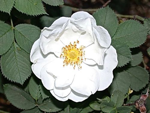 Rosa alba "York", Mesilla Park, NM