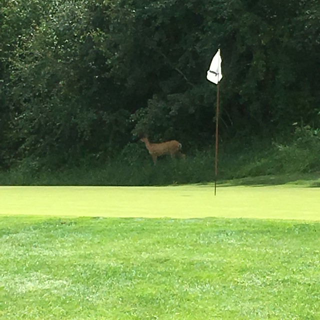 Deer on golf course