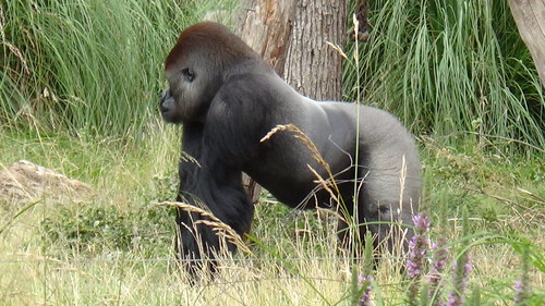 London Zoo gorilla July 16 (3)