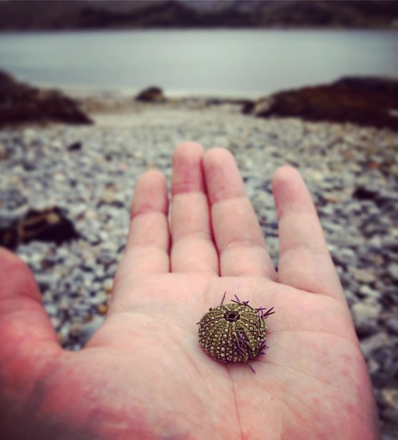Sea Urchin Roshven, Scottish Highlands  #Roshven #scottishhighlands #scotland #scottishscenery