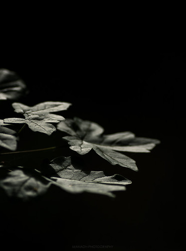 Sun on the leaves