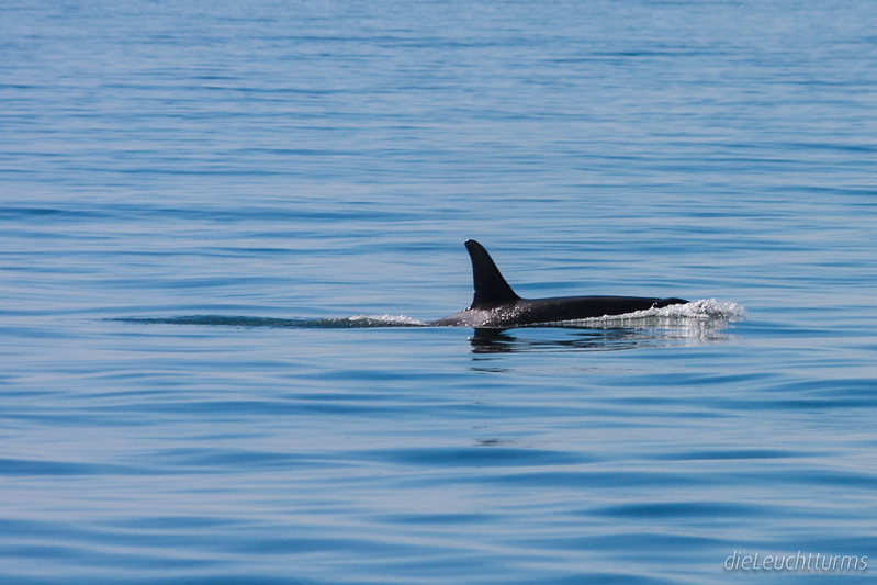 Orca in Harris Bay