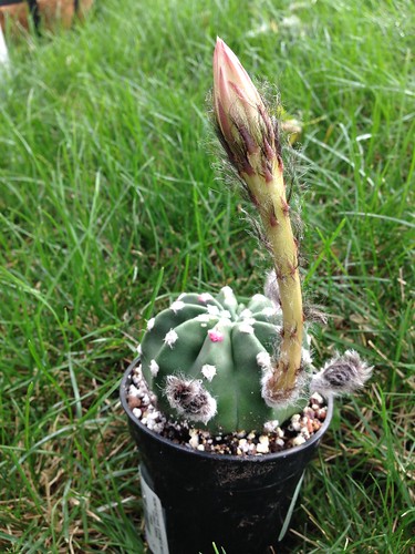 Echinopsis subdenudata buds