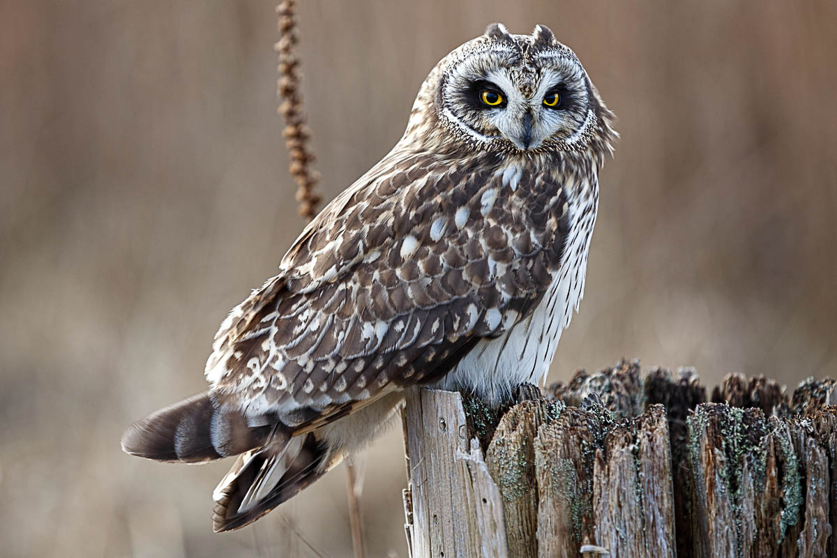 Short Eared Owl On Stump