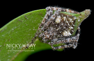 Orb Weaver Spider (Eriovixia sp.) - DSC_7189