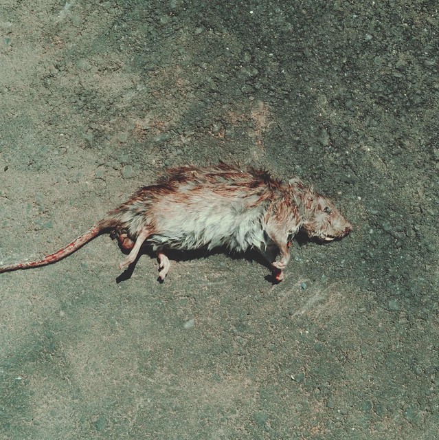 Dead rat on street