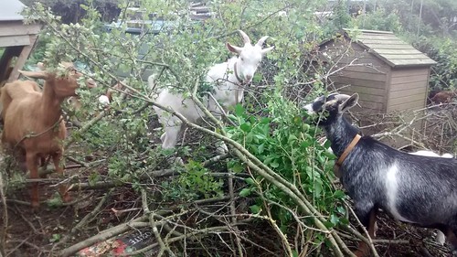goats eating hawthorn Sept 16 (2)