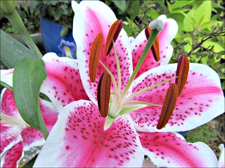 Pink and white lily