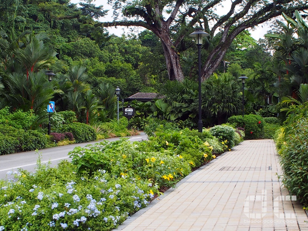 botanic gardens, bukit timah gate, personal, places of interest, singapore, singapore botanic gardens, swan lake, tanglin gate, unesco, water monitor lizard, where to go in singapore,