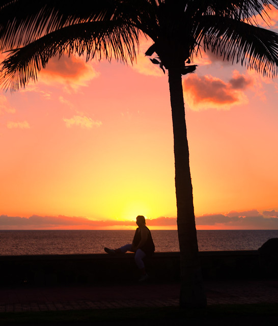 wife and palm tree #307