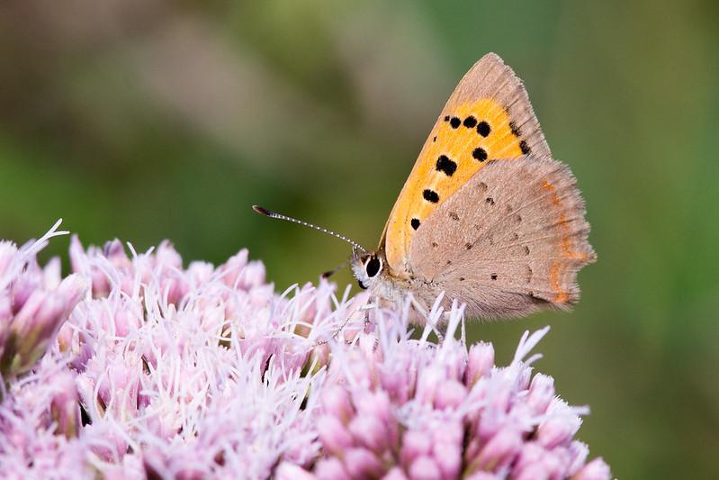 Small Copper on some late flowering Hemp Agrimony