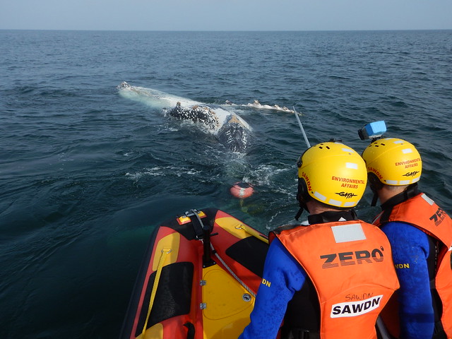 Whale Disentanglement off False Bay 28.08.2016