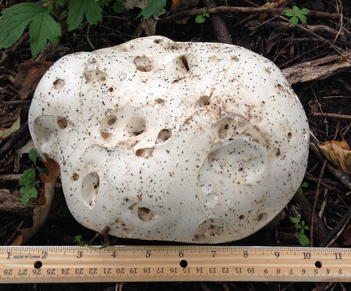 Mushroom - Giant Puffball