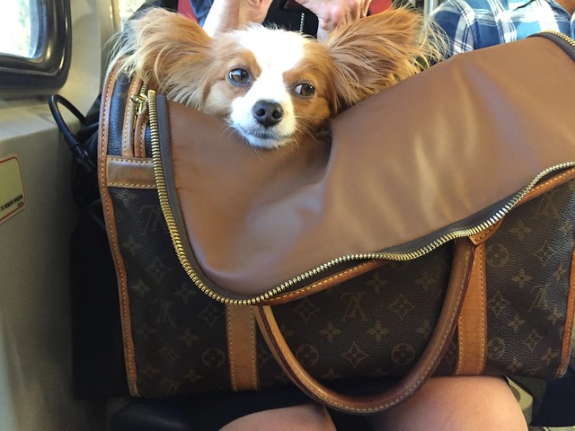 Commuting w/ a puppy
