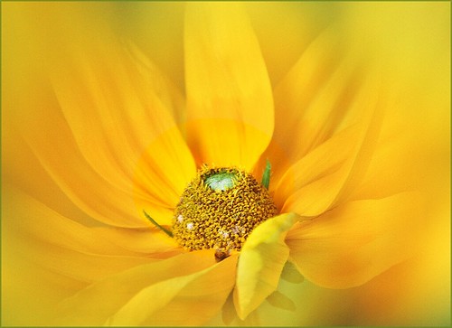 Rudobekia (yellow)