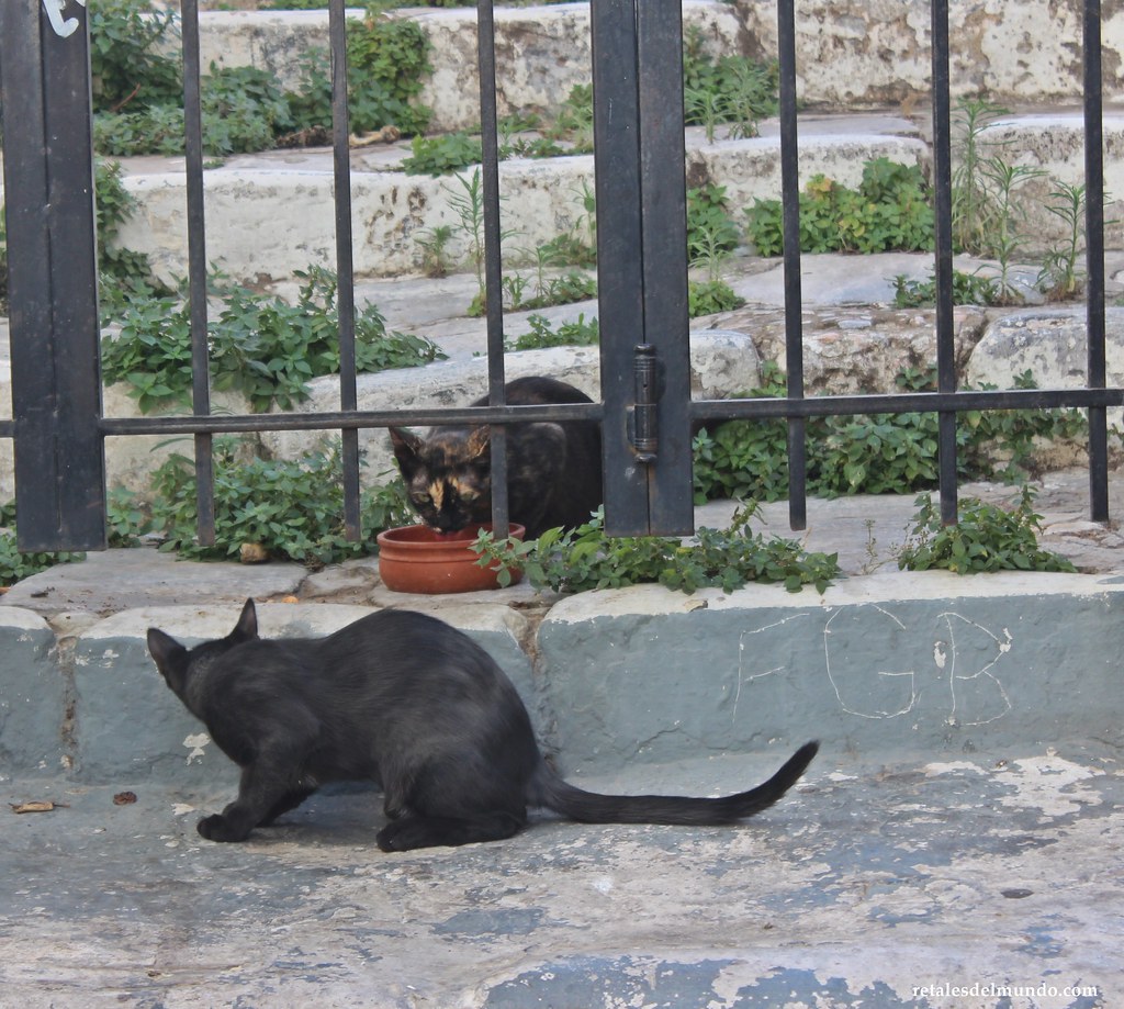 Gatos de Grecia