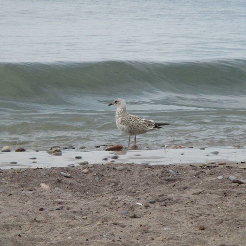 Grey seagull #toronto #torontoislands #skyline #hanlanspoint #grey #seagull #birds #waves