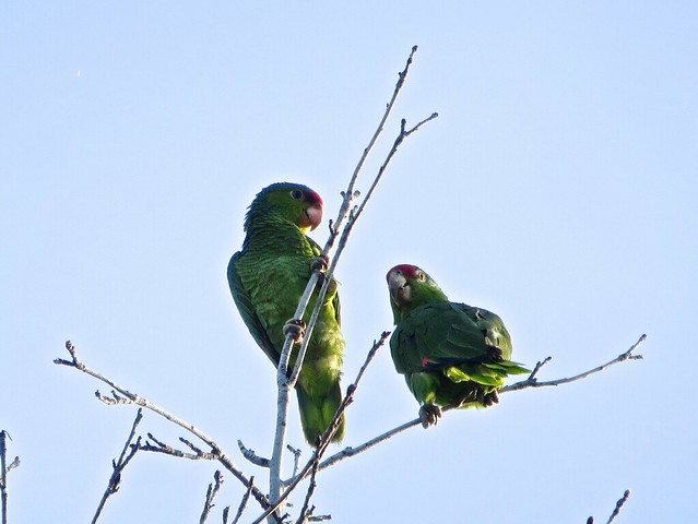 wild parrots in Malibu