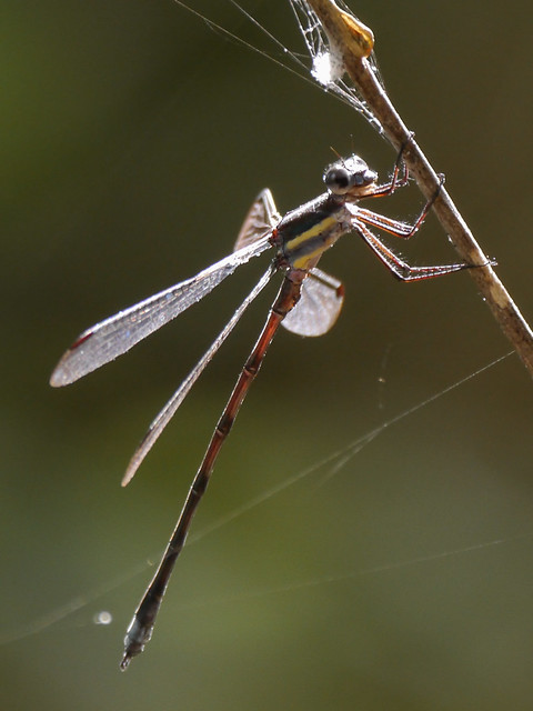 Great Spreadwing - 1