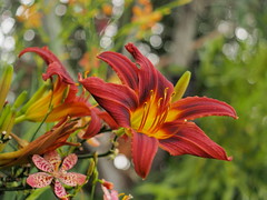 Daylilys and leopard lilies using a Super-Takumar 35mm f3.5 @ f/3.5 perspective @ 45cm.